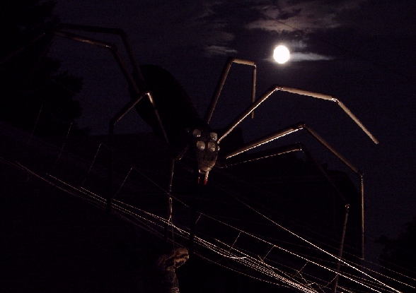 Spider full moon